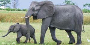smart animals, smart animals list, most intelligent creatures, the world's smartest animal, smartest animal on earth, elephants