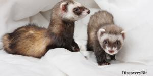 smart animals, smart animals list, most intelligent creatures, the world's smartest animal, smartest animal on earth, ferret