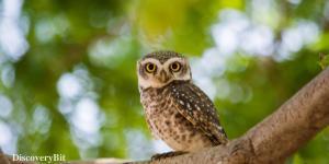 smart animals, smart animals list, most intelligent creatures, the world's smartest animal, smartest animal on earth, owl