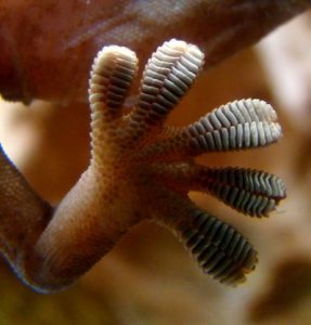 Adhesive Technology, Gecko feet