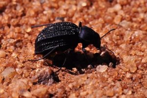 Namib Desert Beetle, Water Harvester