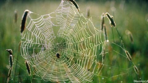 Nature Inspired innovation, Nature inspired, animal inspired, plant inspired, Innovations, Technology, Inspiration