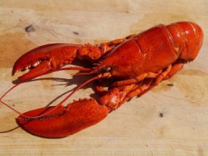Lobster, flexible body amour, tire, garden hose