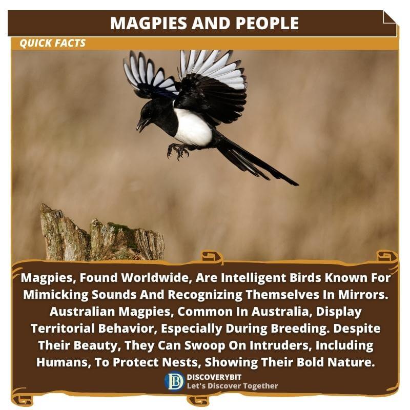 magpie