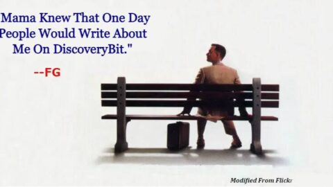 Forrest Gump, Forrest, Movie, Who Played Forrest Gump?, Does Forrest Gump Movie Deserve A Sequel