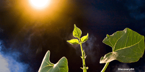 new innovations; Latest innovations; New innovations in technology; Future innovations; Emerging innovations; Innovative products; Best innovations; Disruptive innovations; Game-changing innovations; Artificial Photosynthesis