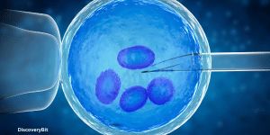 new innovations; Latest innovations; New innovations in technology; Future innovations; Emerging innovations; Innovative products; Best innovations; Disruptive innovations; Game-changing innovations; Artificial embryos 