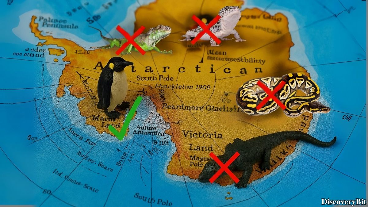 Interesting fact about Antarctica’s biodiversity