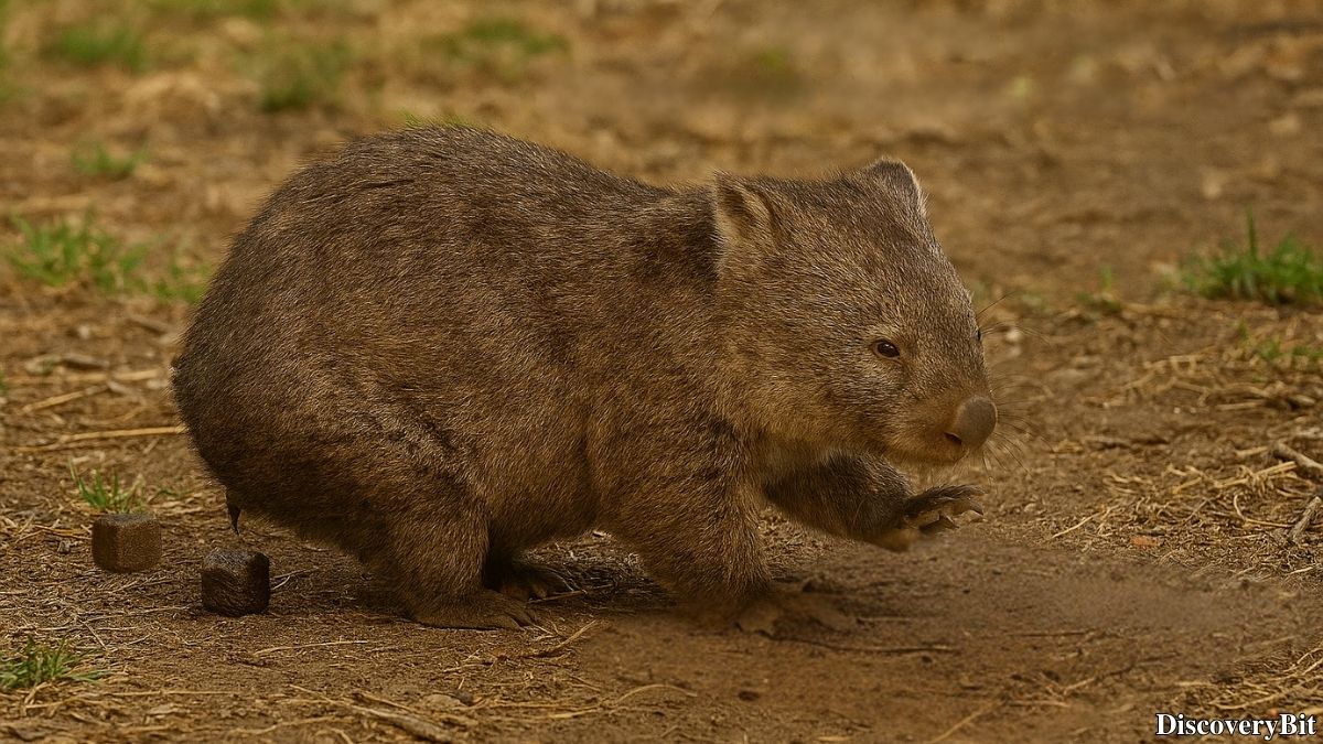 Random Fun Facts You’ll Want To Share Immediately Weird geometric fact about wombat excrement