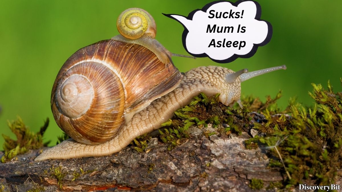 Random Fun Facts You’ll Want To Share Immediately Weird random fact about snail hibernation and estivation