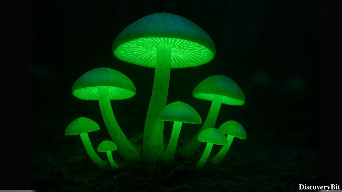 Cool fun fact about glow-in-the-dark mushrooms