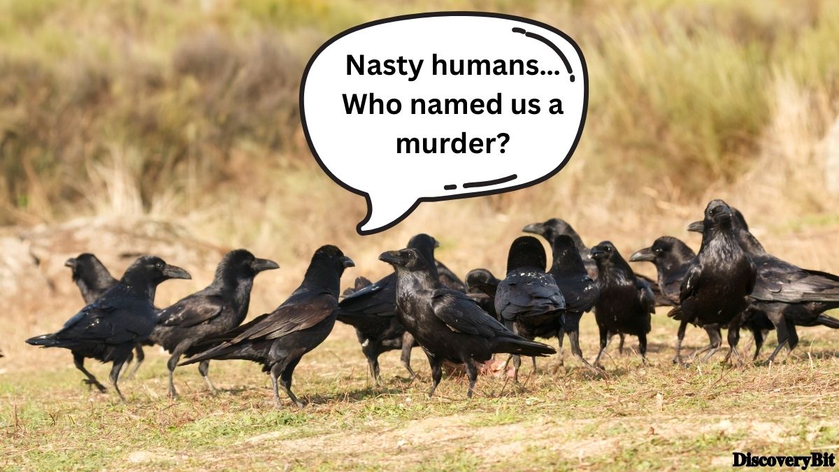 Random Fun Facts You’ll Want To Share Immediately Cool random trivia fact about collective animal nouns for crows