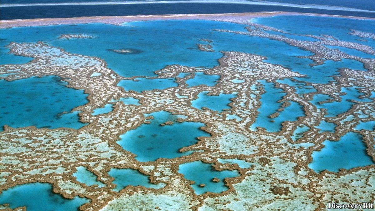Interesting fun fact about the Great Barrier Reef as a living structure