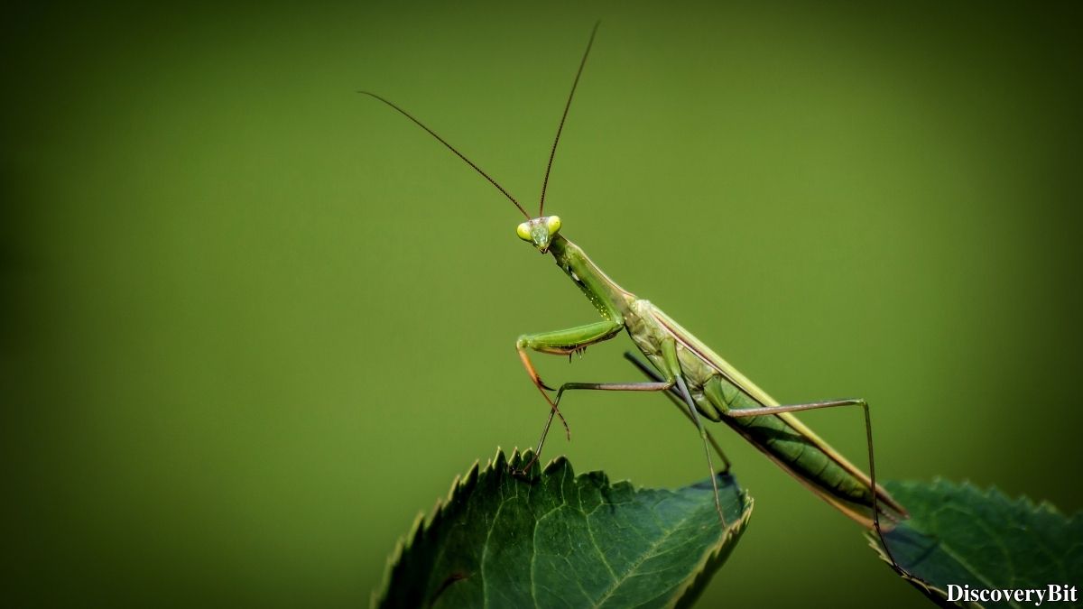 Cool animal trivia fact about praying mantis head movement