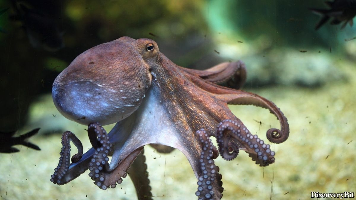 Random Fun Facts You’ll Want To Share Immediately Weird random fact from marine biology about octopus hearts