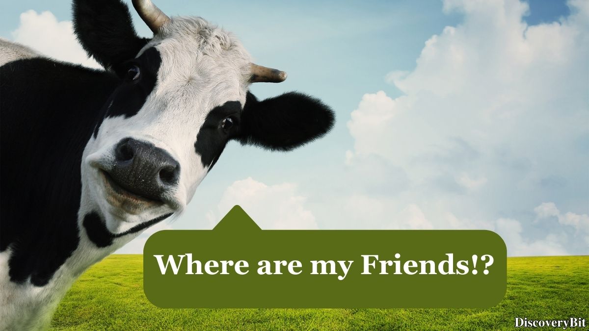 Random Fun Facts You’ll Want To Share Immediately Interesting animal behavior fact about cow friendships