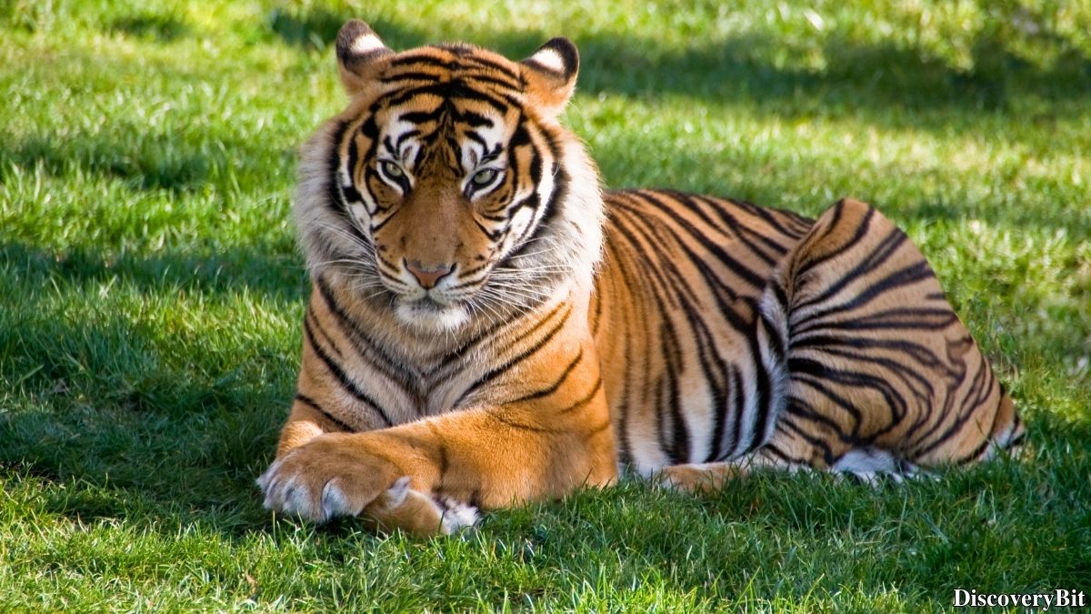 Random Fun Facts You’ll Want To Share Immediately Weird fact that defies expectations about tiger skin