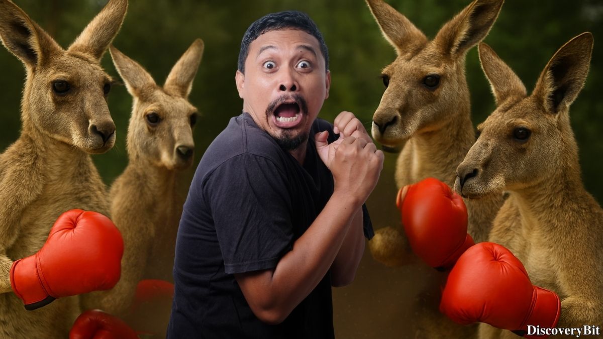 Random Fun Facts You’ll Want To Share Immediately Random trivia fact about kangaroo group names
