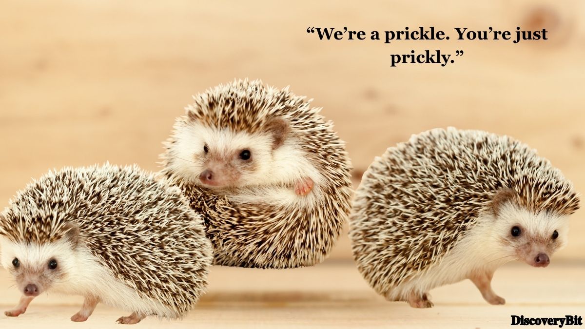 Random Fun Facts You’ll Want To Share Immediately Random trivia fact about hedgehog group names