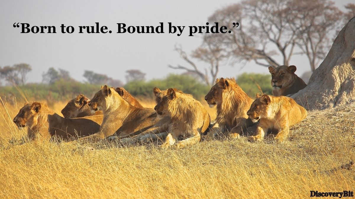 Random Fun Facts You’ll Want To Share Immediately Interesting fun fact about lion group behavior