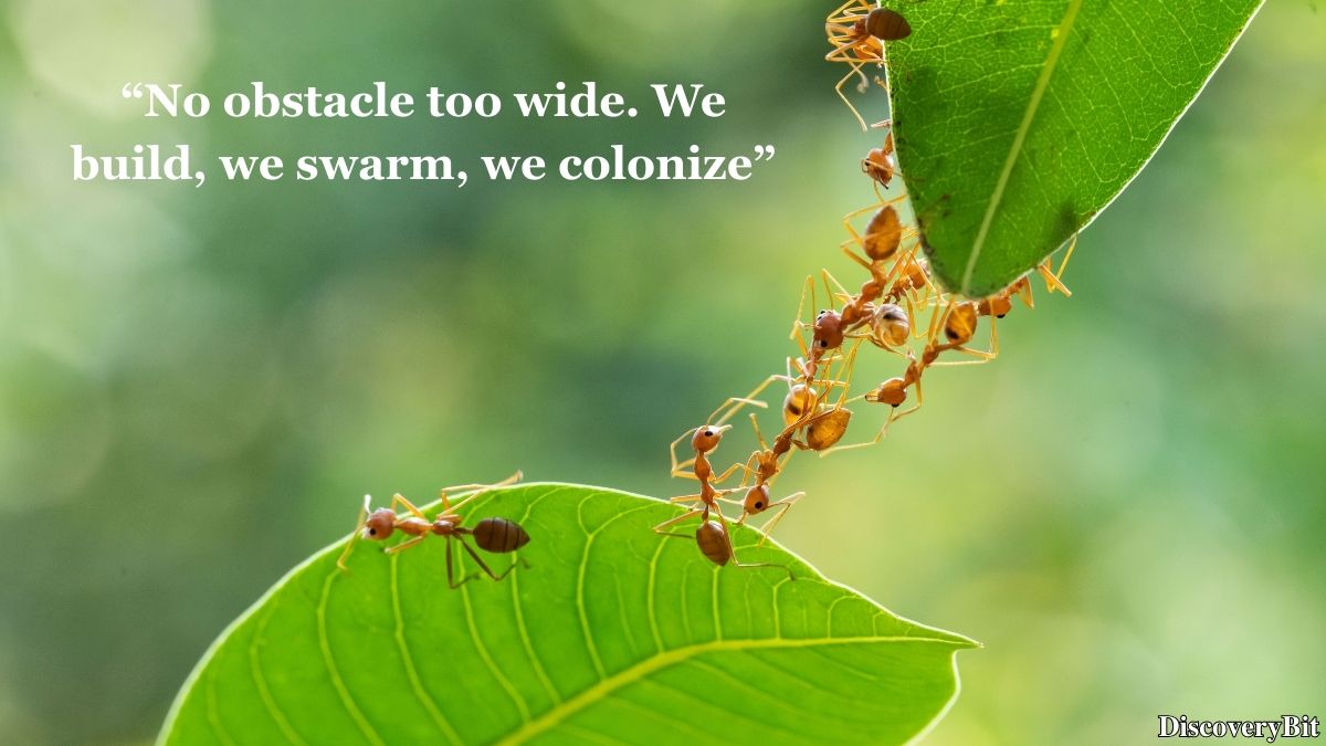 Random Fun Facts You’ll Want To Share Immediately Random trivia fact about ant group names