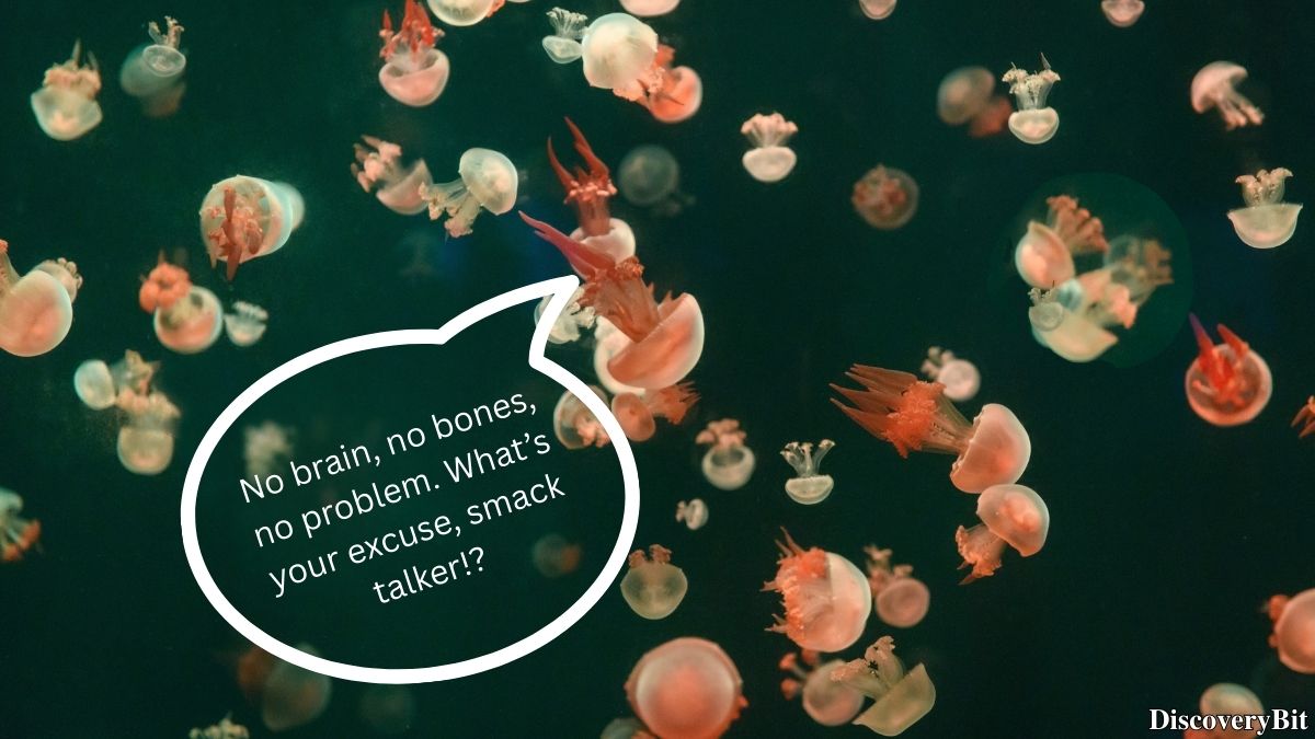 Random Fun Facts You’ll Want To Share Immediately Random trivia fact about jellyfish group names