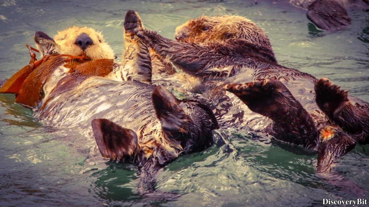 Random Fun Facts You’ll Want To Share Immediately Interesting fun fact in nature about sea otters holding paws