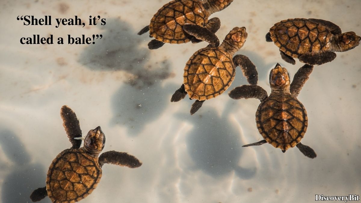 Random trivia fact about turtle group names