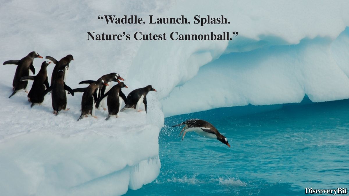 Random trivia fact about penguin group names
