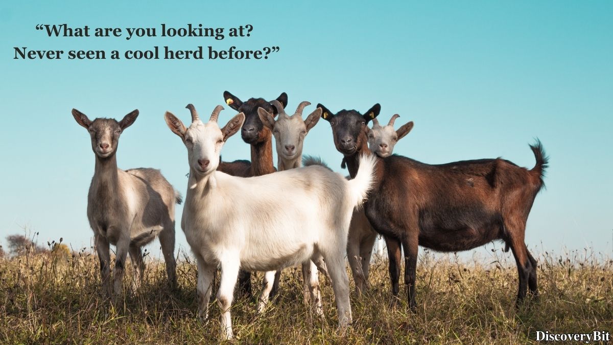 Random trivia fact about goat group names