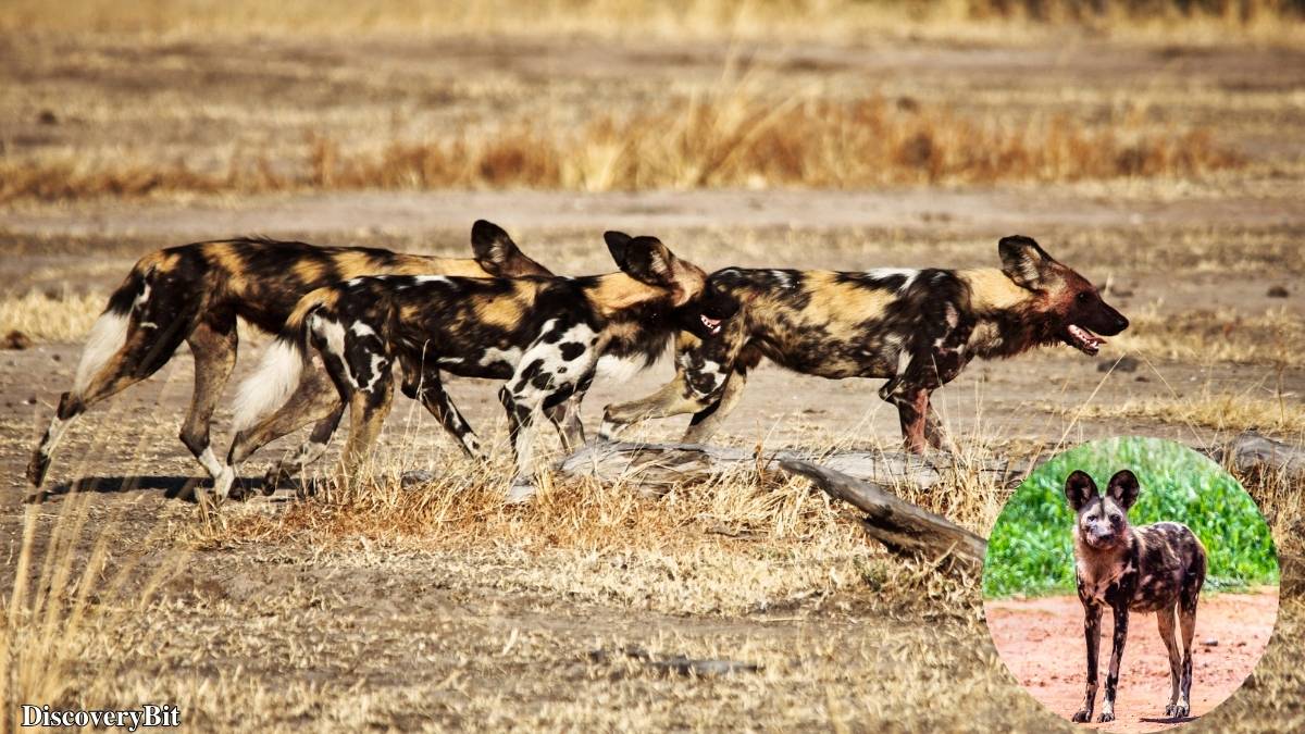 The 50 Fastest Animals in the World: Nature’s Ultimate Speed Guide One of the fastest animals in the world is the African Wild Dog (Lycaon pictus)