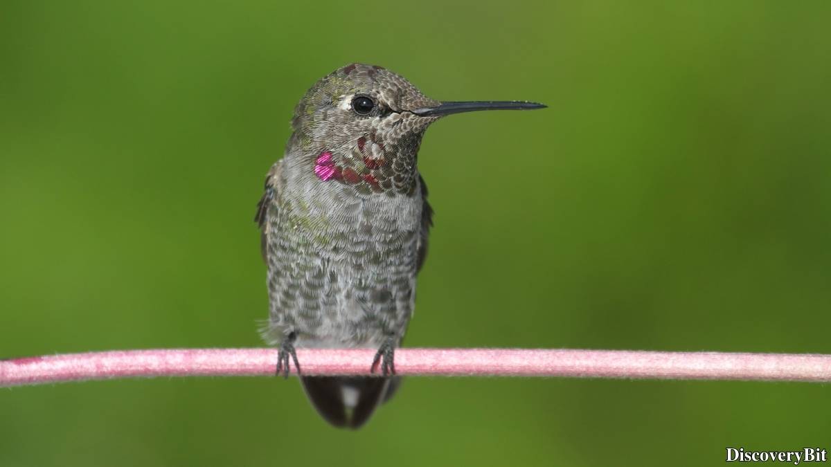 The 50 Fastest Animals in the World: Nature’s Ultimate Speed Guide One of the fastest animals in the world is the Anna’s Hummingbird (Calypte anna)