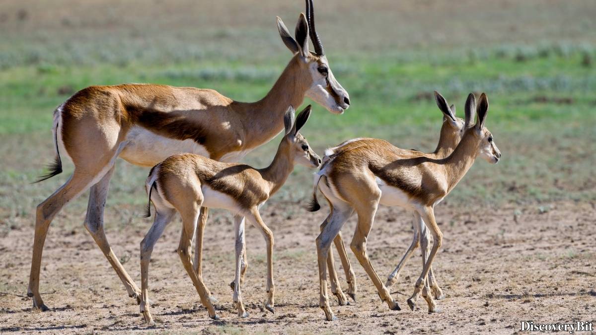 Name of the group of animals for Antelope