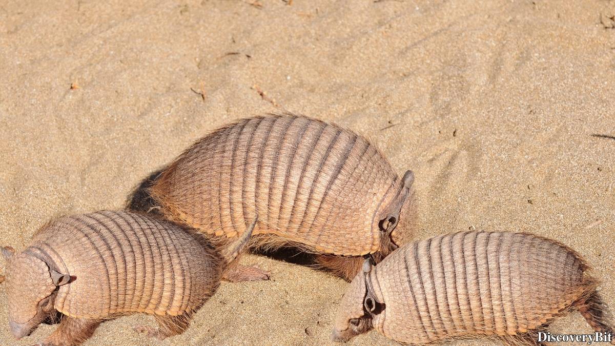 Name of the group of animals for Armadillos