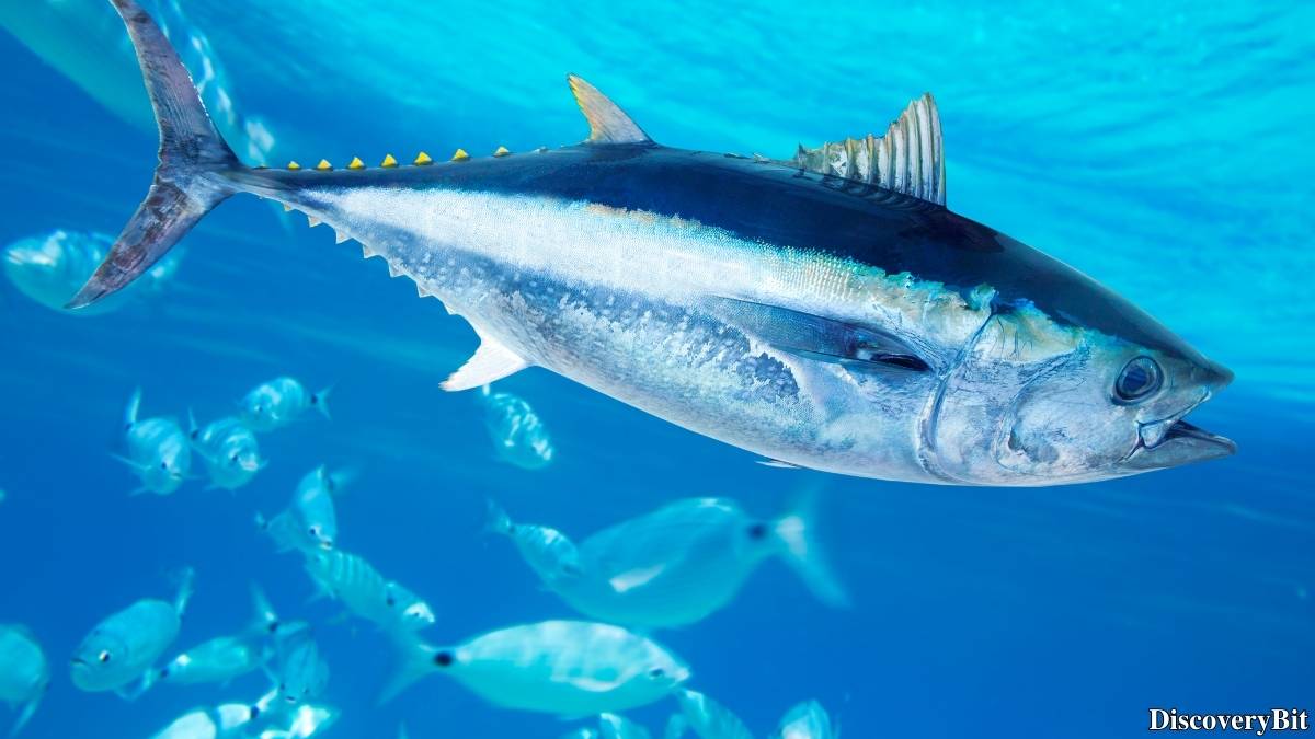 The 50 Fastest Animals in the World: Nature’s Ultimate Speed Guide One of the fastest animals in the world is the Atlantic Bluefin Tuna (Thunnus thynnus)