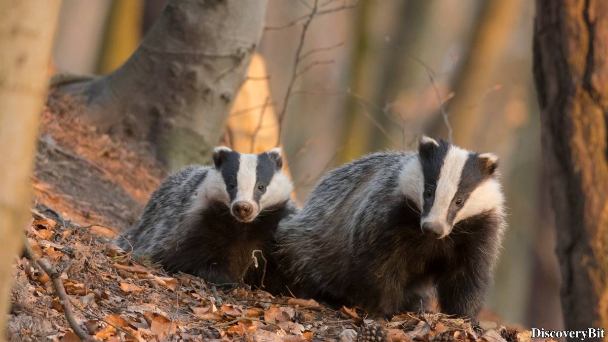 Name of the group of animals for Badgers