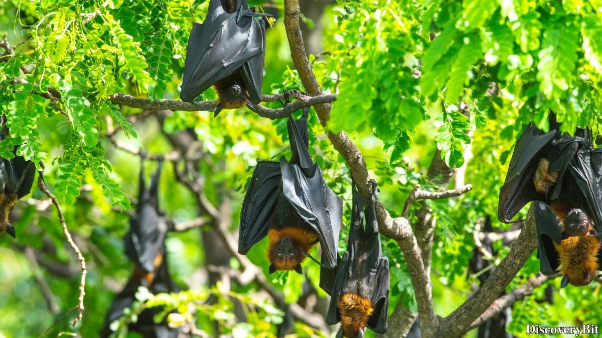 Name of the group of animals for Bats