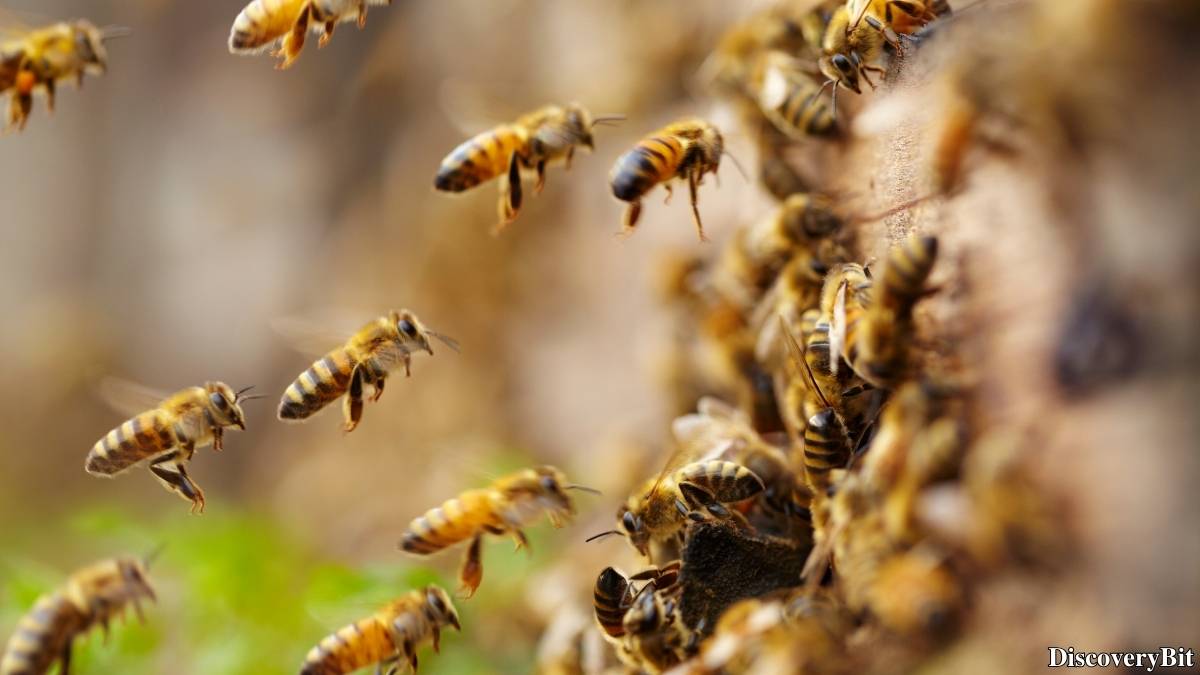 Name of the group of animals for Bees