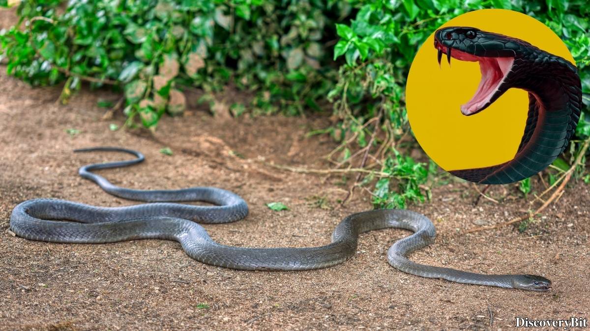 The 50 Fastest Animals in the World: Nature’s Ultimate Speed Guide One of the fastest animals in the world is the Black Mamba (Dendroaspis polylepis)
