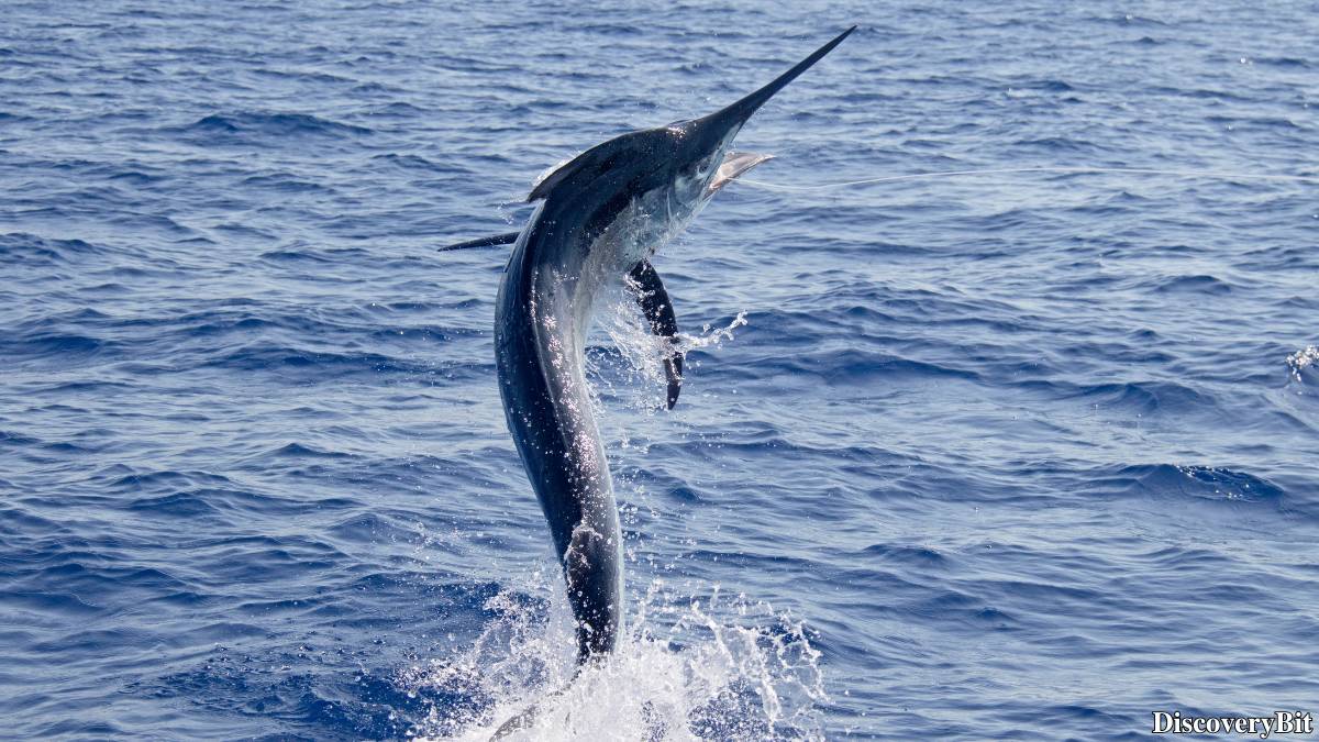 The 50 Fastest Animals in the World: Nature’s Ultimate Speed Guide One of the fastest animals in the world is the Black Marlin (Istiompax indica)