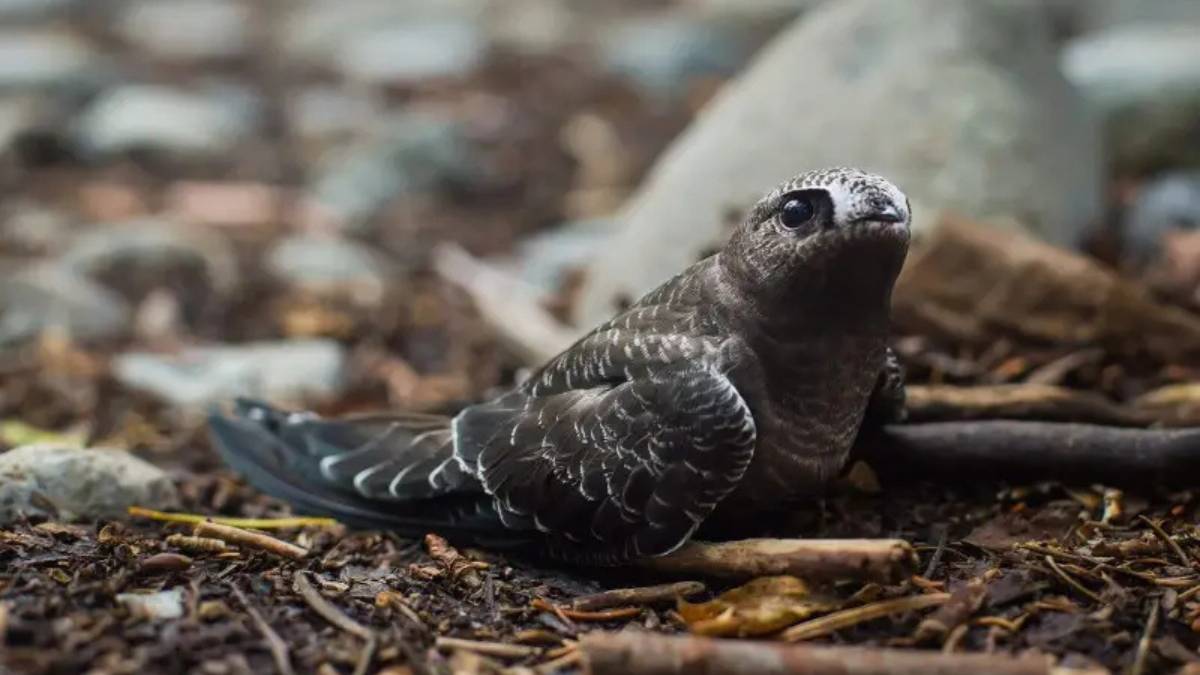 The 50 Fastest Animals in the World: Nature’s Ultimate Speed Guide One of the fastest animals in the world is the Black Swift (Cypseloides niger)