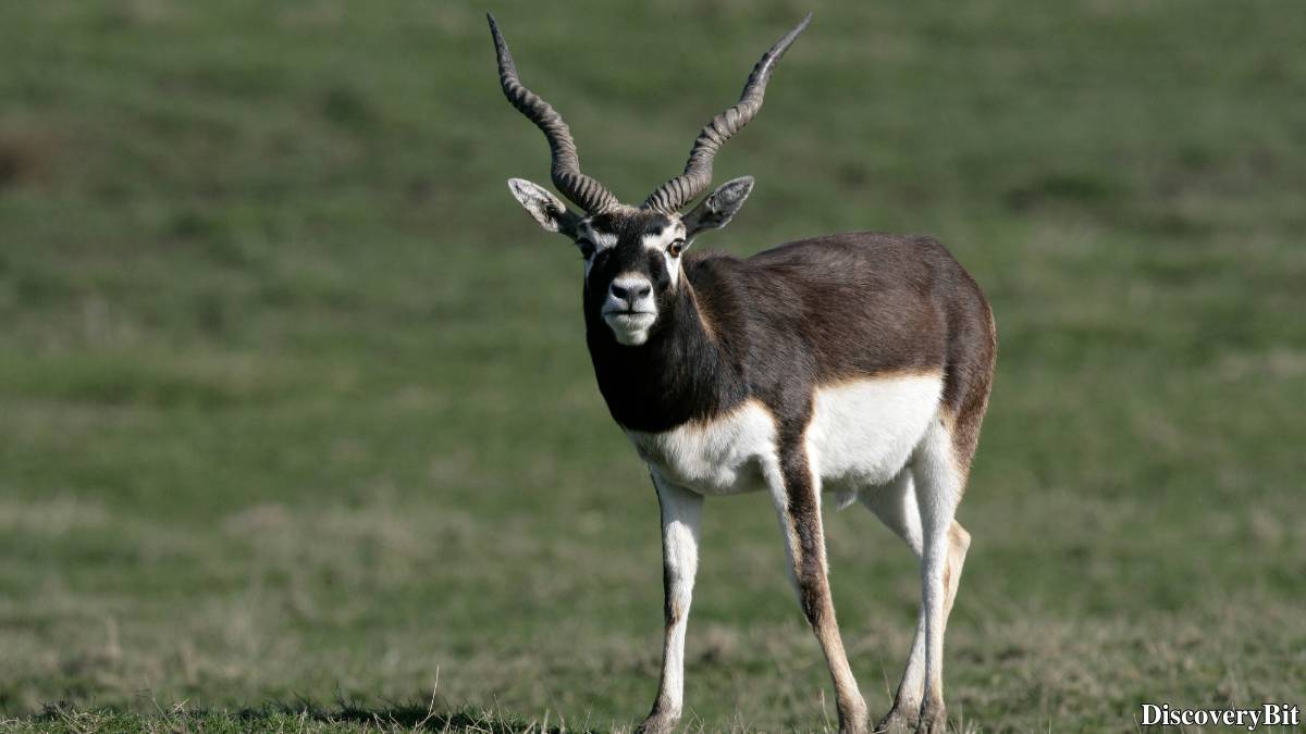 The 50 Fastest Animals in the World: Nature’s Ultimate Speed Guide One of the fastest animals in the world is the Blackbuck (Antilope cervicapra)