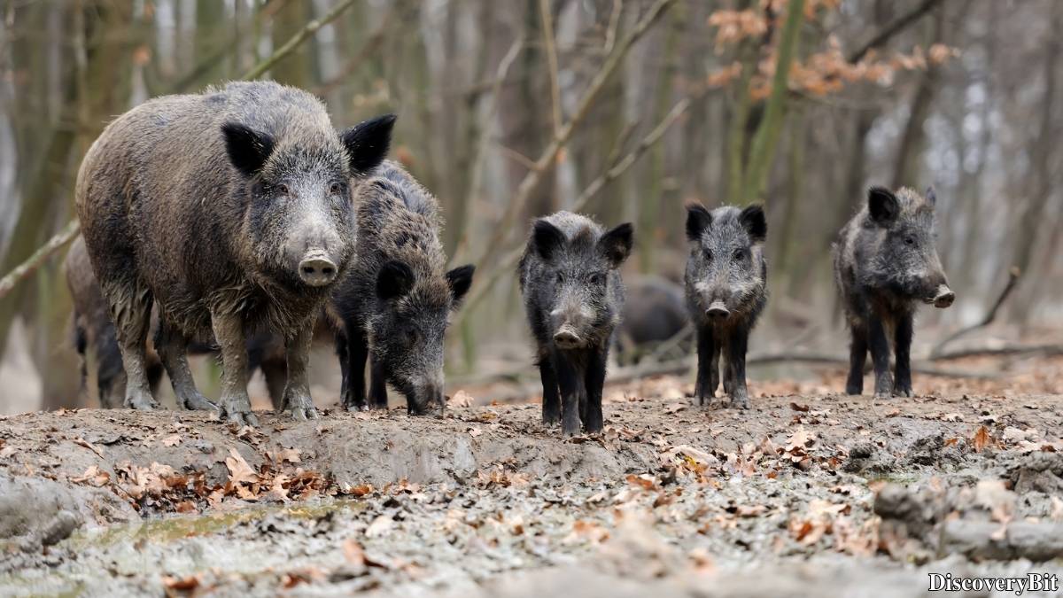 Name of the group of animals for Boar