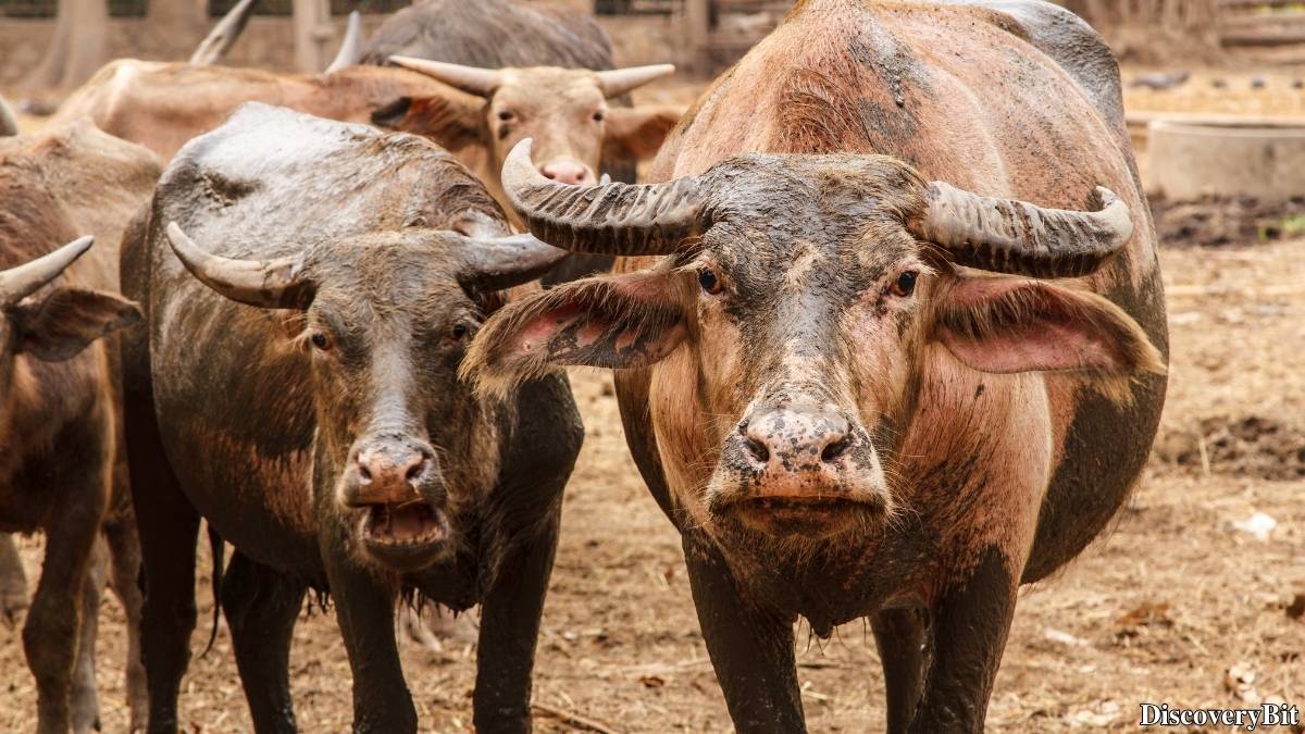 Name of the group of animals for Buffalo