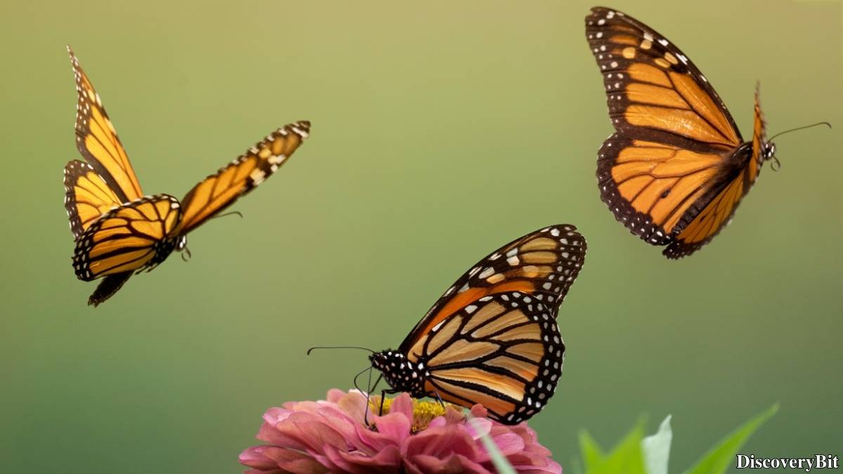 Name of the group of animals for Butterflies