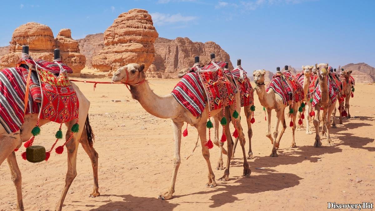 Name of the group of animals for Camels