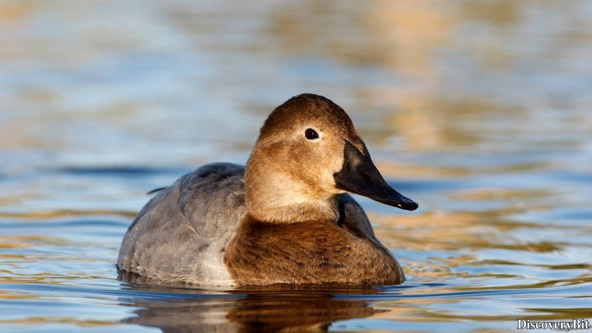 The 50 Fastest Animals in the World: Nature’s Ultimate Speed Guide One of the fastest animals in the world is the Canvasback Duck (Aythya valisineria)