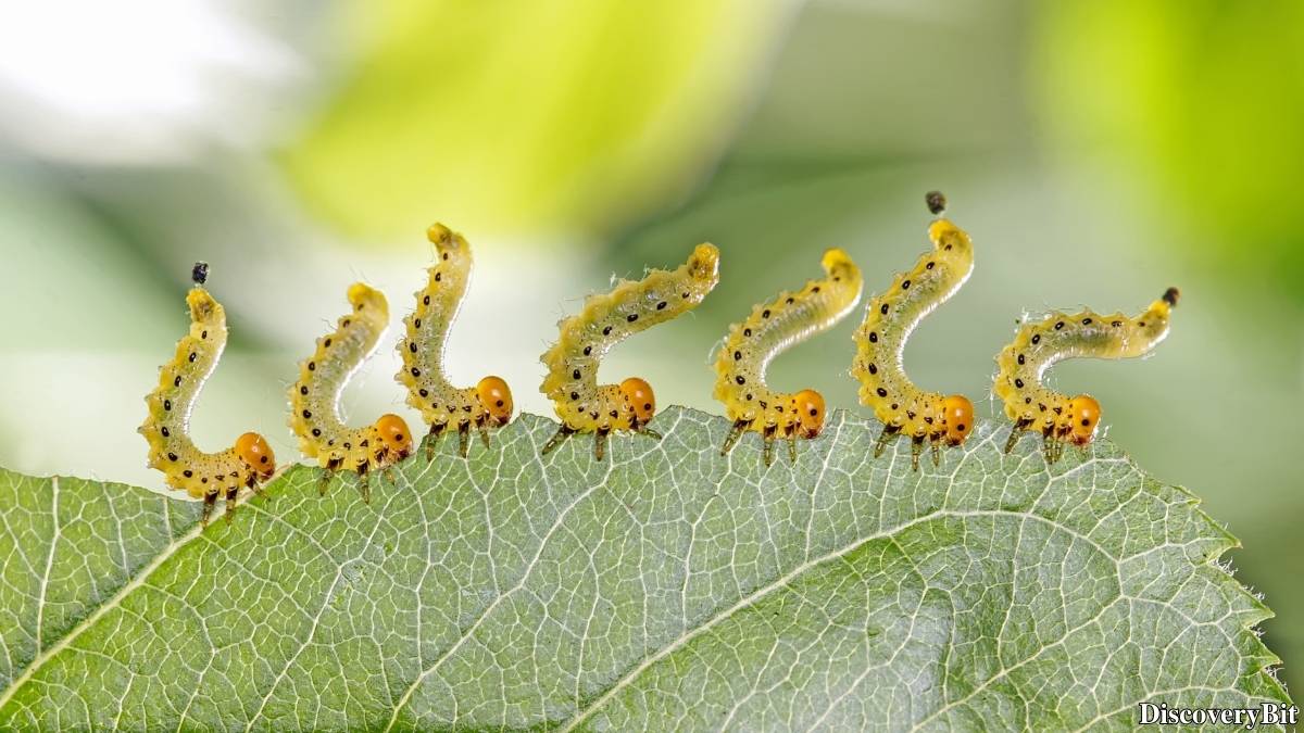 Name of the group of animals for Caterpillars