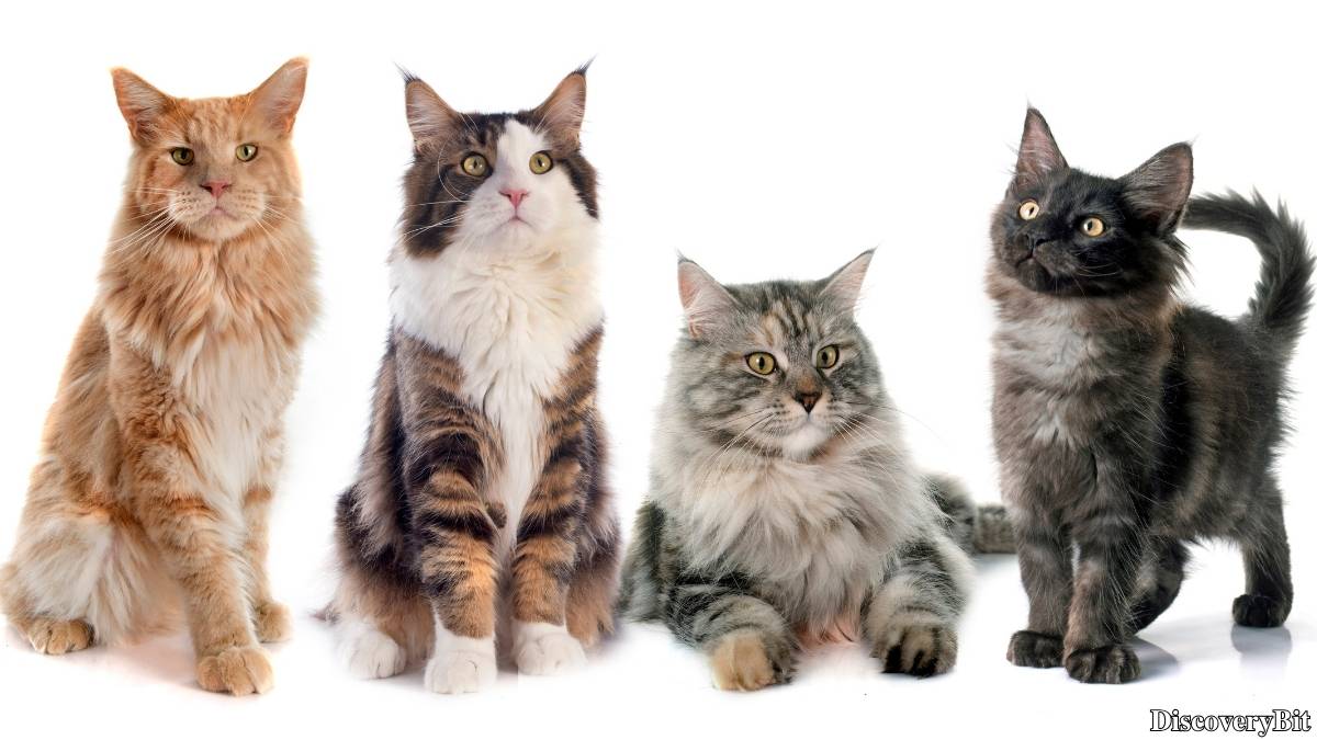 Name of the group of animals for Cats