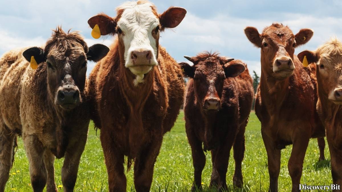 Name of the group of animals for Cattle